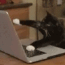 Emoji tryingcat