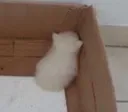 Emoji _cat