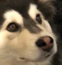 Emoji doggo