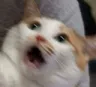 Emoji catALED