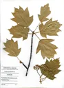 Emoji sorbus_torminalis