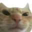 Emoji Catsourcil
