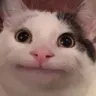 Emoji Catkys