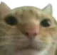 Emoji catbruh