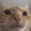 Emoji 6912catslooking