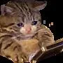 Emoji 7660sadcat