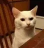 Emoji catBon