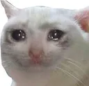 Emoji SadCat