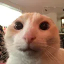 Emoji TerrorisedCat