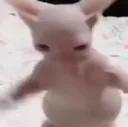 Emoji lmaocat