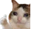Emoji supercat