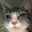 Emoji Sad_Cat