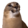 Emoji catwtf