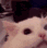 Emoji Catscream