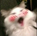 Emoji catblush
