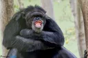 Emoji monkey