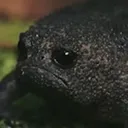 Emoji sad_frog