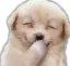 Emoji CRDPuppyLaughs