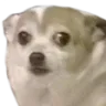 Emoji CRDDogWorriedOk