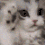 Emoji cat