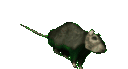 Emoji rat
