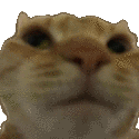 Emoji CatNo