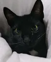 Emoji mrraven