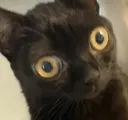 Emoji chokedcat