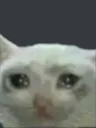 Emoji sadcat