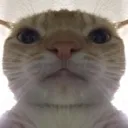 Emoji swagcat