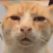 Emoji SaythatagainpleaseCat