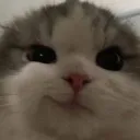 Emoji miaou