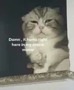 Emoji cat_