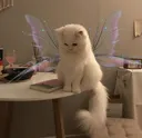 Emoji cat