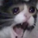 Emoji Crying_Cat
