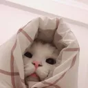 Emoji cutieCat