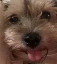 Emoji misslily