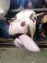 Emoji Vache