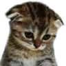 Emoji sha_cute