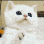 Emoji sha_paw