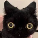 Emoji cat