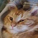 Emoji roub_sleepy