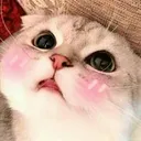 Emoji 8_cat_shylook