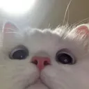 Emoji 8_cat_stare