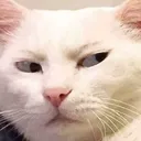 Emoji 8_cat_judging