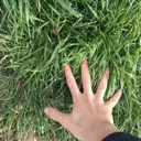 Emoji touch_grass
