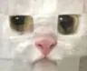 Emoji CRDCatSulkAngry