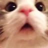 Emoji CRDCatSadCute