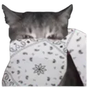 Emoji white_bandana_cat