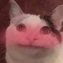 Emoji beluga_cat_blush